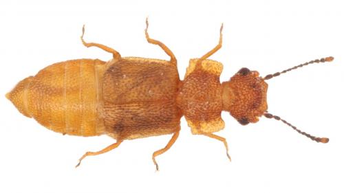 Réf. 252 098 : Metopsia clypeata